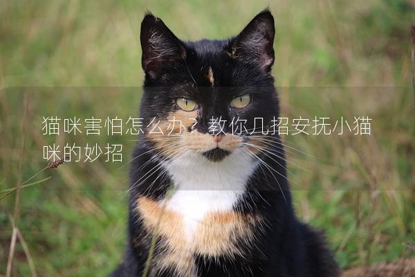 貓咪害怕怎么辦？教你幾招安撫小貓咪的妙招