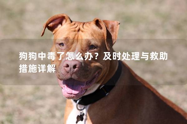 狗狗中毒了怎么辦？及時處理與救助措施詳解