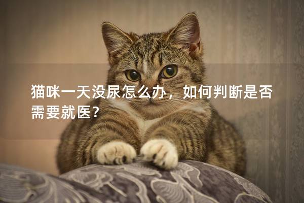 貓咪一天沒尿怎么辦，如何判斷是否需要就醫？