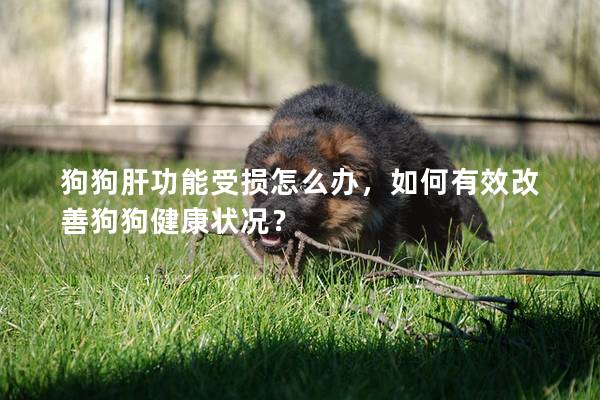 狗狗肝功能受損怎么辦，如何有效改善狗狗健康狀況？