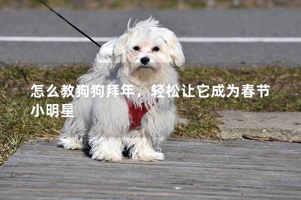 怎么教狗狗拜年，輕松讓它成為春節小明星