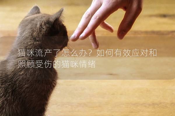 貓咪流產(chǎn)了怎么辦？如何有效應(yīng)對和照顧受傷的貓咪情緒