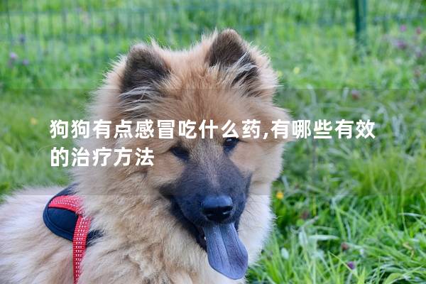狗狗有點感冒吃什么藥,有哪些有效的治療方法 狗狗有點感冒吃什么藥,有哪些有效的治療方法