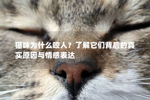 貓咪為什么咬人？了解它們背后的真實原因與情感表達(dá)