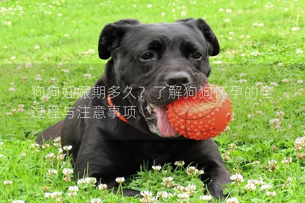 狗狗妊娠期多久？了解狗狗懷孕的全過(guò)程與注意事項(xiàng)