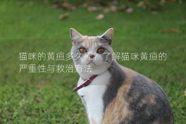 貓咪的黃疸多久死？了解貓咪黃疸的嚴重性與救治方法