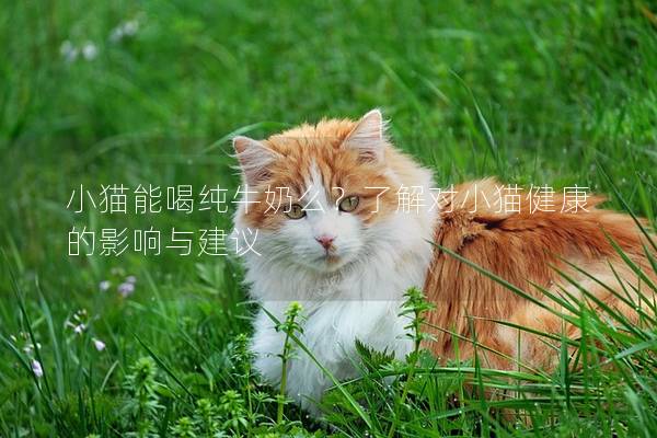 小貓能喝純牛奶么？了解對小貓健康的影響與建議