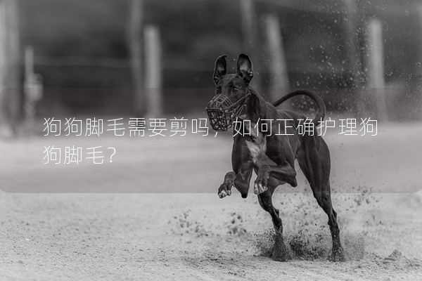 狗狗腳毛需要剪嗎,如何正確護理狗狗腳毛? 狗狗腳毛需要剪嗎,如何正確護理狗狗腳毛?