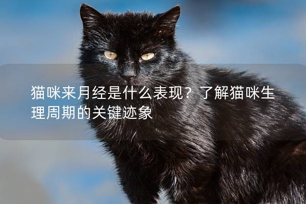 貓咪來月經是什么表現？了解貓咪生理周期的關鍵跡象