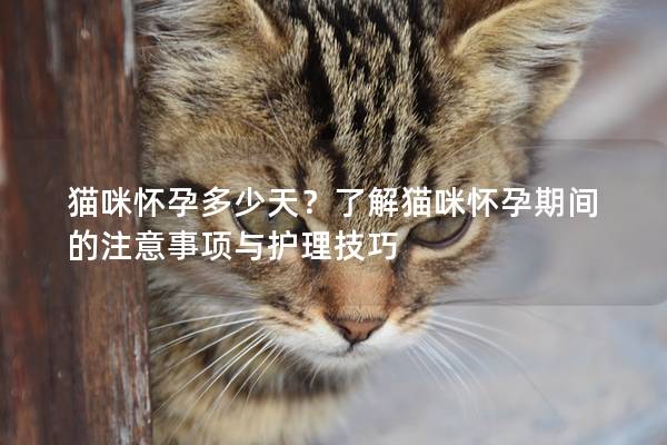貓咪懷孕多少天？了解貓咪懷孕期間的注意事項(xiàng)與護(hù)理技巧