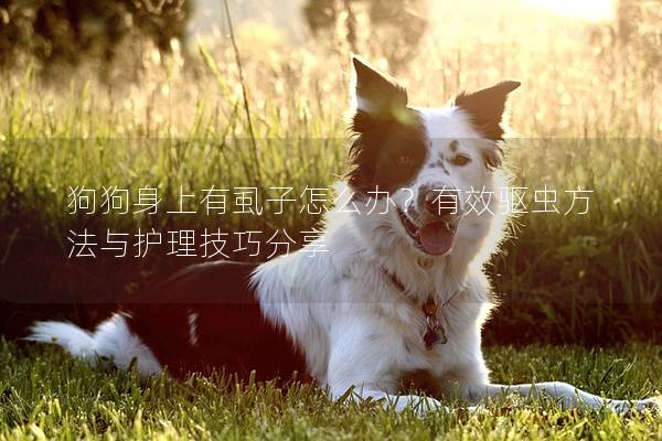 狗狗身上有虱子怎么辦？有效驅蟲方法與護理技巧分享