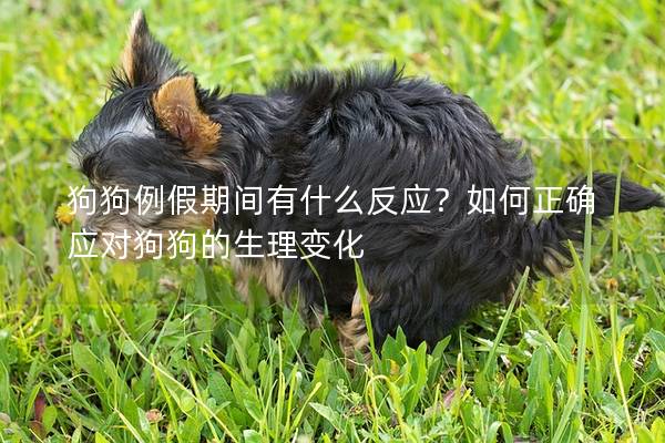 狗狗例假期間有什么反應？如何正確應對狗狗的生理變化