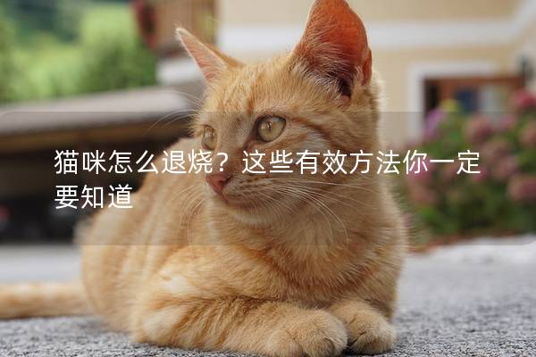 貓咪怎么退燒？這些有效方法你一定要知道