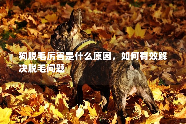 狗脫毛厲害是什么原因，如何有效解決脫毛問題