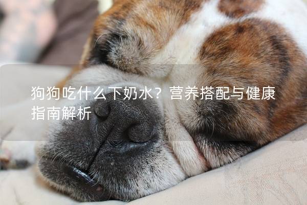 狗狗吃什么下奶水？營養搭配與健康指南解析
