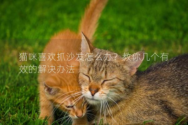 貓咪喜歡抓沙發怎么辦？教你幾個有效的解決辦法