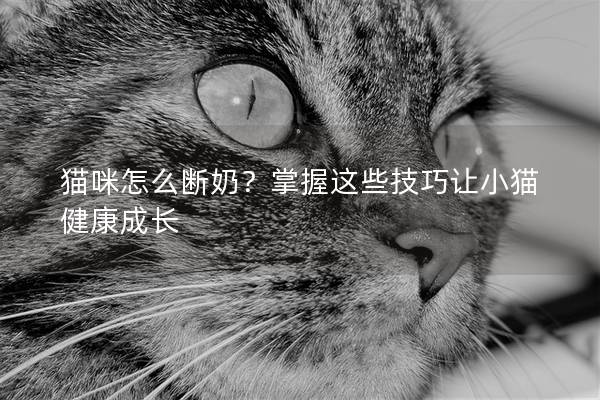 貓咪怎么斷奶？掌握這些技巧讓小貓健康成長