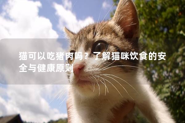 貓可以吃豬肉嗎？了解貓咪飲食的安全與健康原則