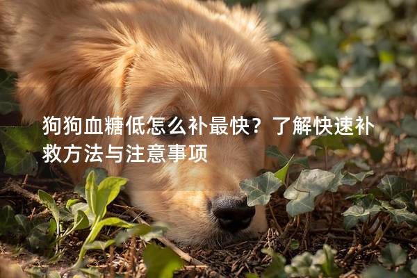 狗狗血糖低怎么補(bǔ)最快？了解快速補(bǔ)救方法與注意事項(xiàng)