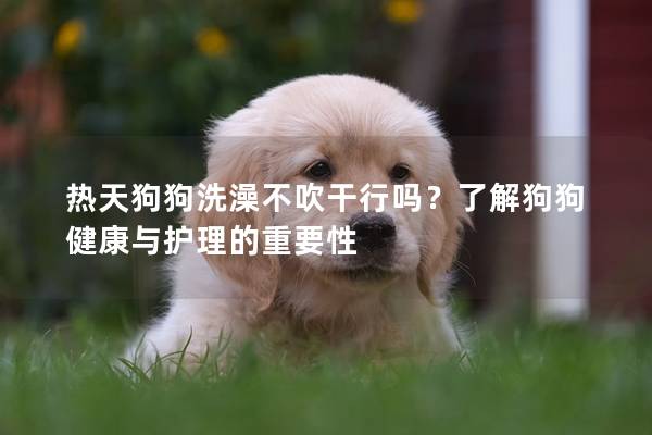 熱天狗狗洗澡不吹干行嗎？了解狗狗健康與護理的重要性