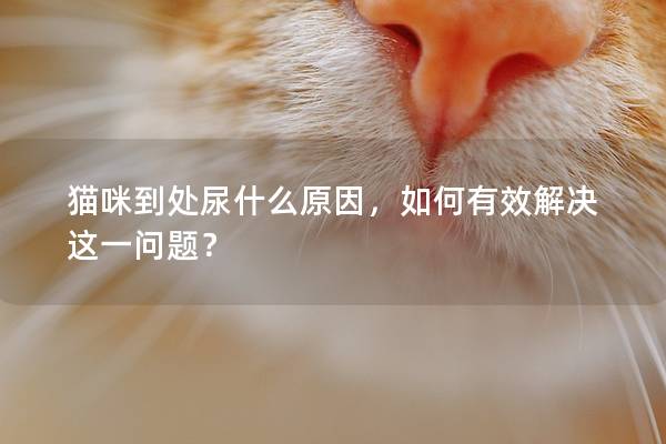 貓咪到處尿什么原因，如何有效解決這一問題？