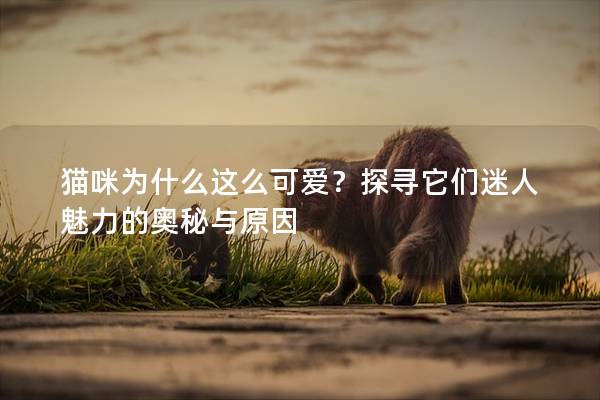 貓咪為什么這么可愛？探尋它們迷人魅力的奧秘與原因
