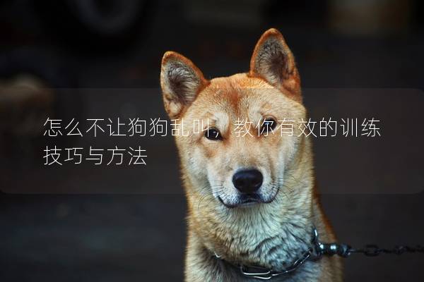 怎么不讓狗狗亂叫，教你有效的訓練技巧與方法