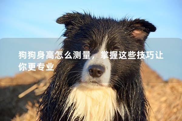 狗狗身高怎么測量，掌握這些技巧讓你更專業
