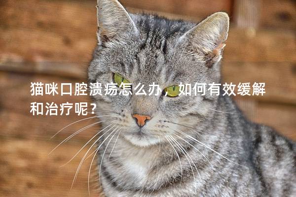 貓咪口腔潰瘍怎么辦，如何有效緩解和治療呢？