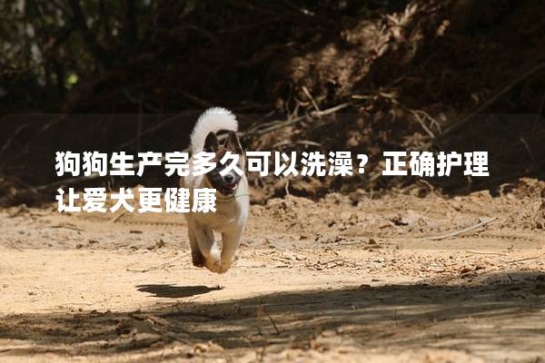 狗狗生產完多久可以洗澡？正確護理讓愛犬更健康