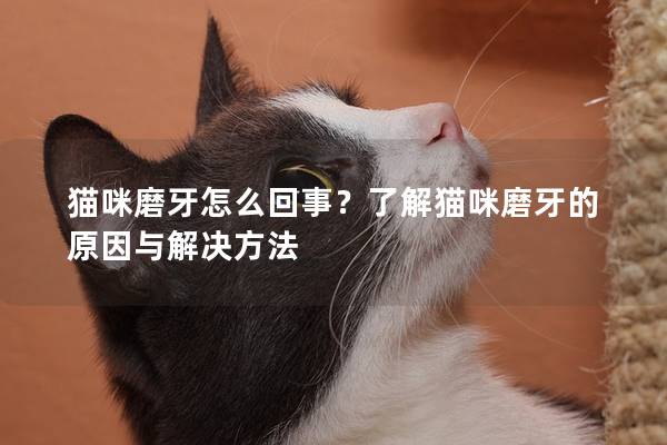 貓咪磨牙怎么回事？了解貓咪磨牙的原因與解決方法