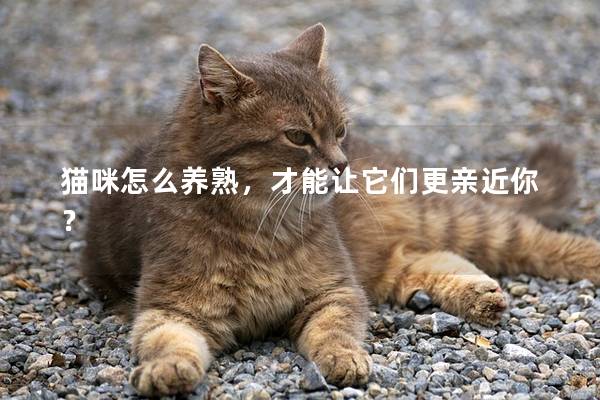 貓咪怎么養熟，才能讓它們更親近你？