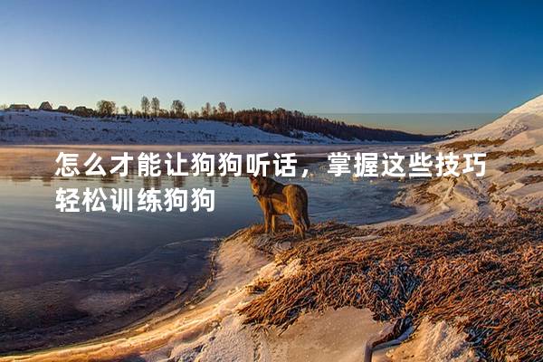 怎么才能讓狗狗聽話，掌握這些技巧輕松訓練狗狗
