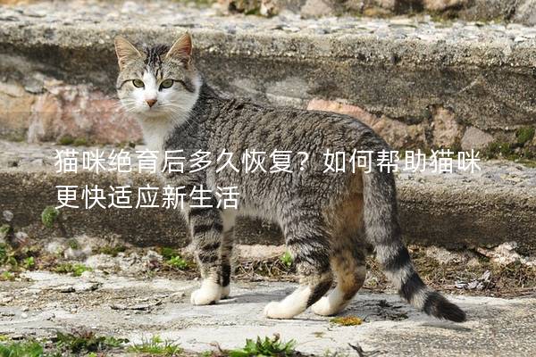 貓咪絕育后多久恢復(fù)？如何幫助貓咪更快適應(yīng)新生活