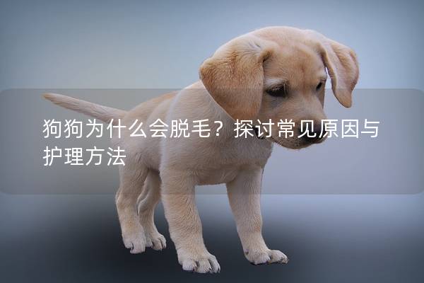 狗狗為什么會脫毛？探討常見原因與護理方法