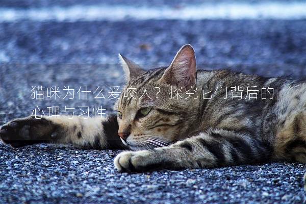 貓咪為什么愛咬人？探究它們背后的心理與習性