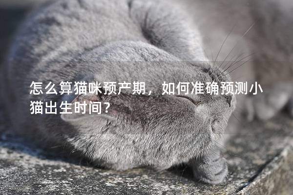 怎么算貓咪預產期，如何準確預測小貓出生時間？