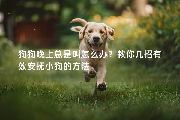 狗狗晚上總是叫怎么辦？教你幾招有效安撫小狗的方法