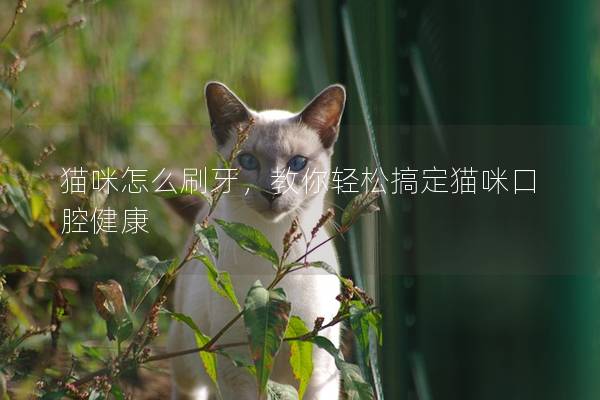 貓咪怎么刷牙，教你輕松搞定貓咪口腔健康