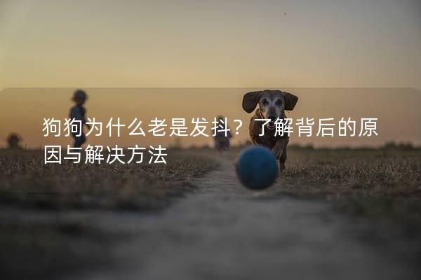 狗狗為什么老是發(fā)抖？了解背后的原因與解決方法