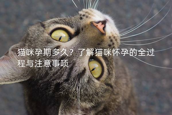 貓咪孕期多久？了解貓咪懷孕的全過程與注意事項