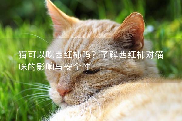 貓可以吃西紅柿嗎？了解西紅柿對貓咪的影響與安全性