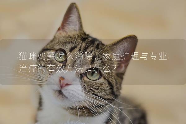 貓咪奶蘚怎么消除，家庭護(hù)理與專業(yè)治療的有效方法是什么？