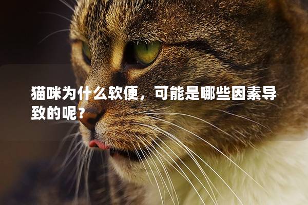 貓咪為什么軟便，可能是哪些因素導致的呢？