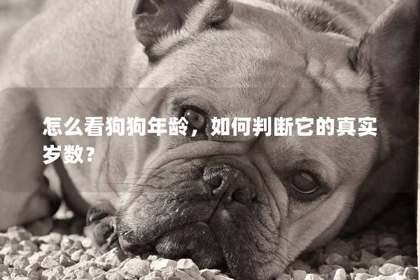 怎么看狗狗年齡,如何判斷它的真實歲數? 怎么看狗狗年齡,如何判斷它的真實歲數?