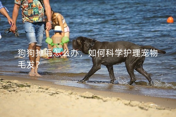 狗狗掉毛怎么辦，如何科學護理寵物毛發？