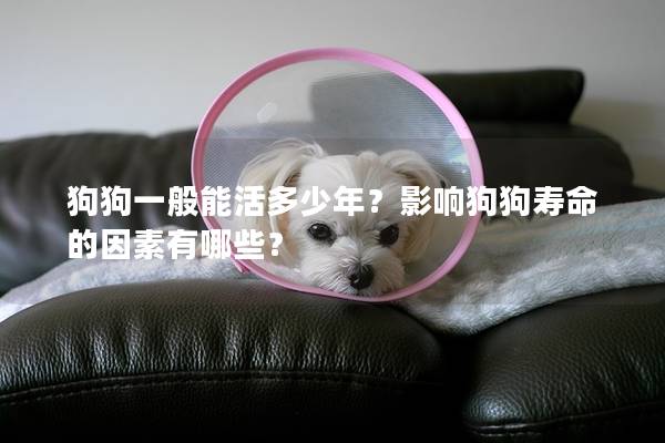 狗狗一般能活多少年？影響狗狗壽命的因素有哪些？