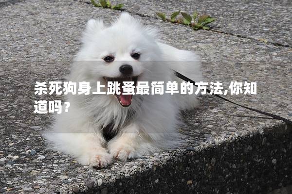 殺死狗身上跳蚤最簡單的方法,你知道嗎？