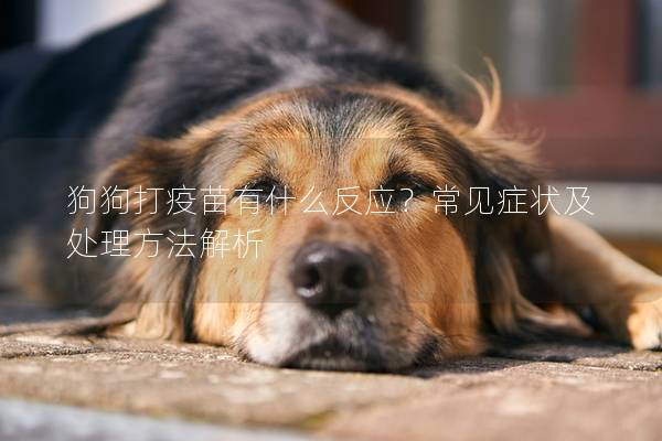 狗狗打疫苗有什么反應？常見癥狀及處理方法解析
