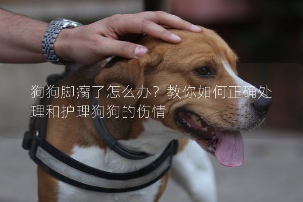 狗狗腳瘸了怎么辦？教你如何正確處理和護理狗狗的傷情